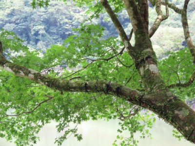 栽植後三個月的內洞國家森林遊樂區。(林業保育署新竹分署 提供)